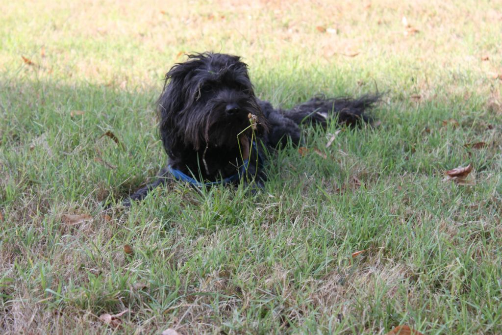Teddy